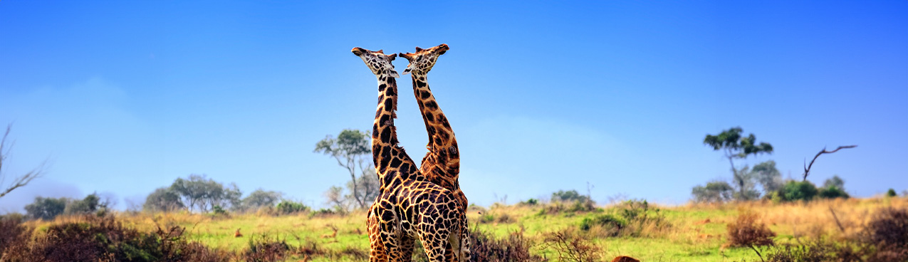 Two giraffes stand close together in a savannah, their necks and heads appearing to be intertwined like a mediated divorce reaching harmony. The background features a clear blue sky, scattered trees, and dry grassland, suggesting a typical African wildlife scene.