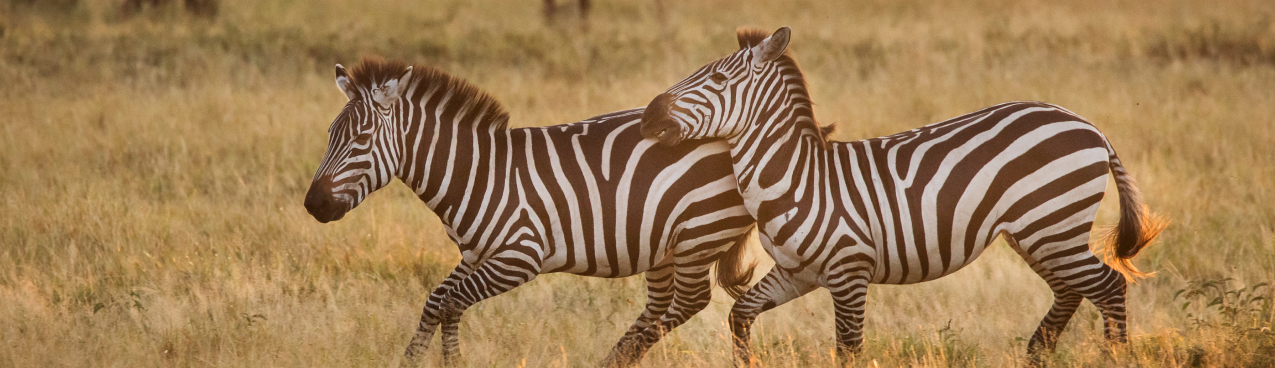 Two zebras walk side by side in a grassy field during sunset. Their distinctive black and white stripes contrast with the golden hue of the grass and the warm evening light. Trees are visible in the distant background.