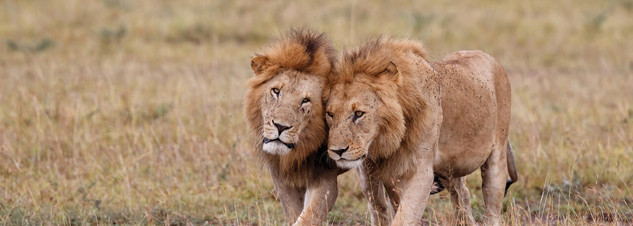 Two adult male lions with impressive manes nuzzle each other affectionately as they walk side by side through a grassy savanna. The background consists of tall, golden-brown grass, indicating a natural, open habitat.